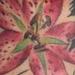 tattoo galleries/ - Pretty Lily Tattoo - 54038